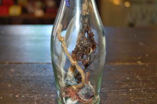 Bottiglia della strega in vetro